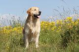 GOLDEN RETRIEVER 363